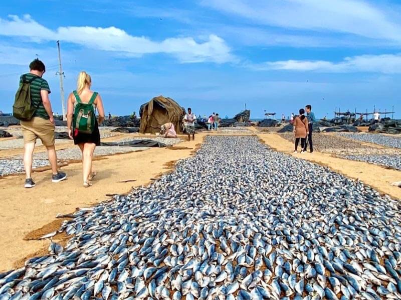 Fish Drying Negombo